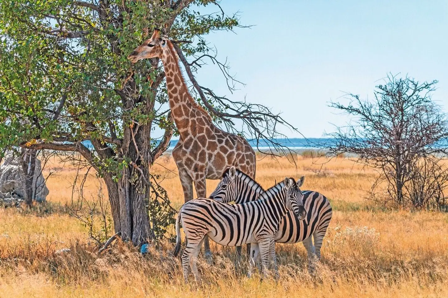 Kontrastreiches Namibia Tiere