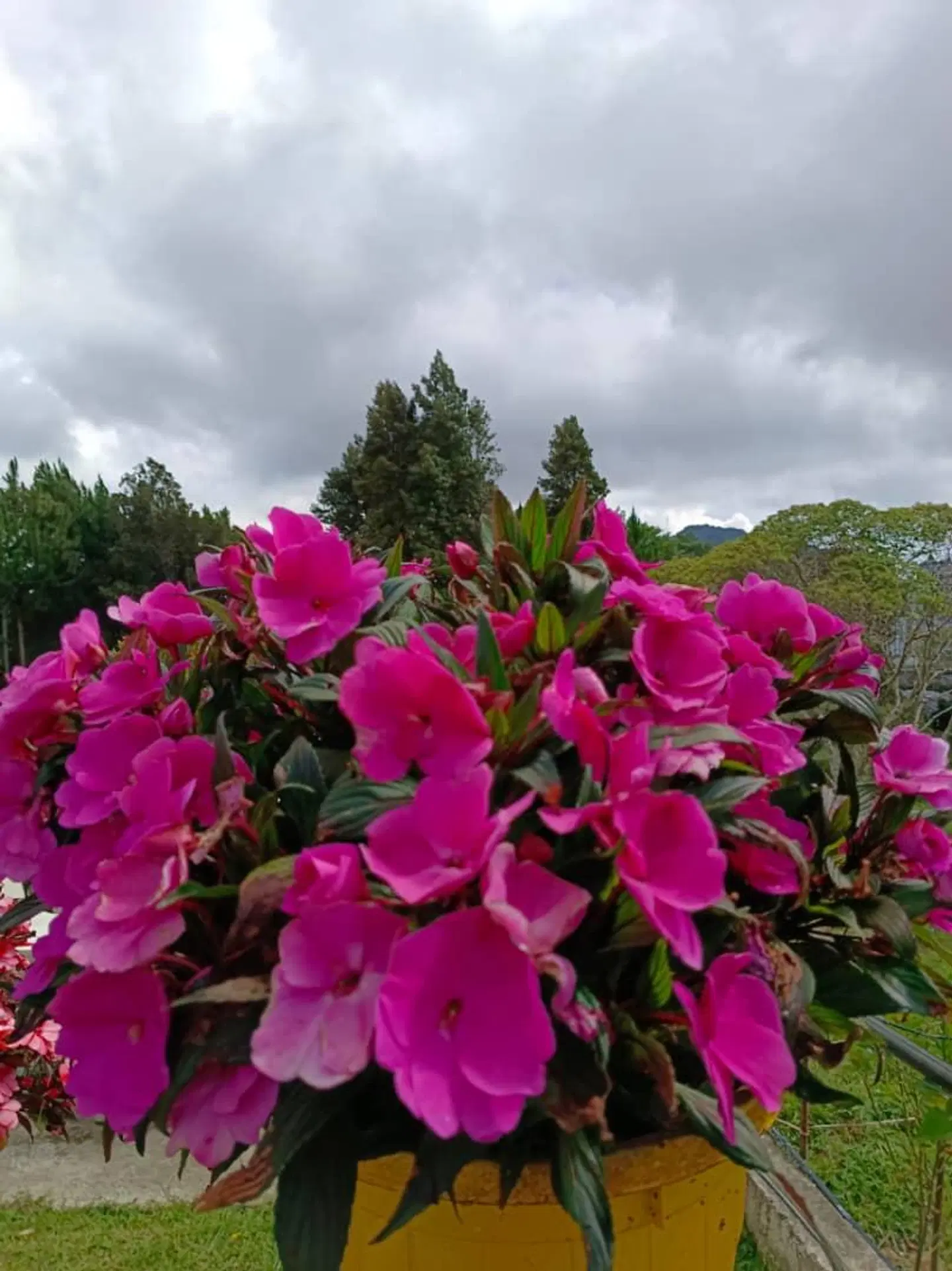 Dear Dino Villa Cameron Highlands LANDSCAPE