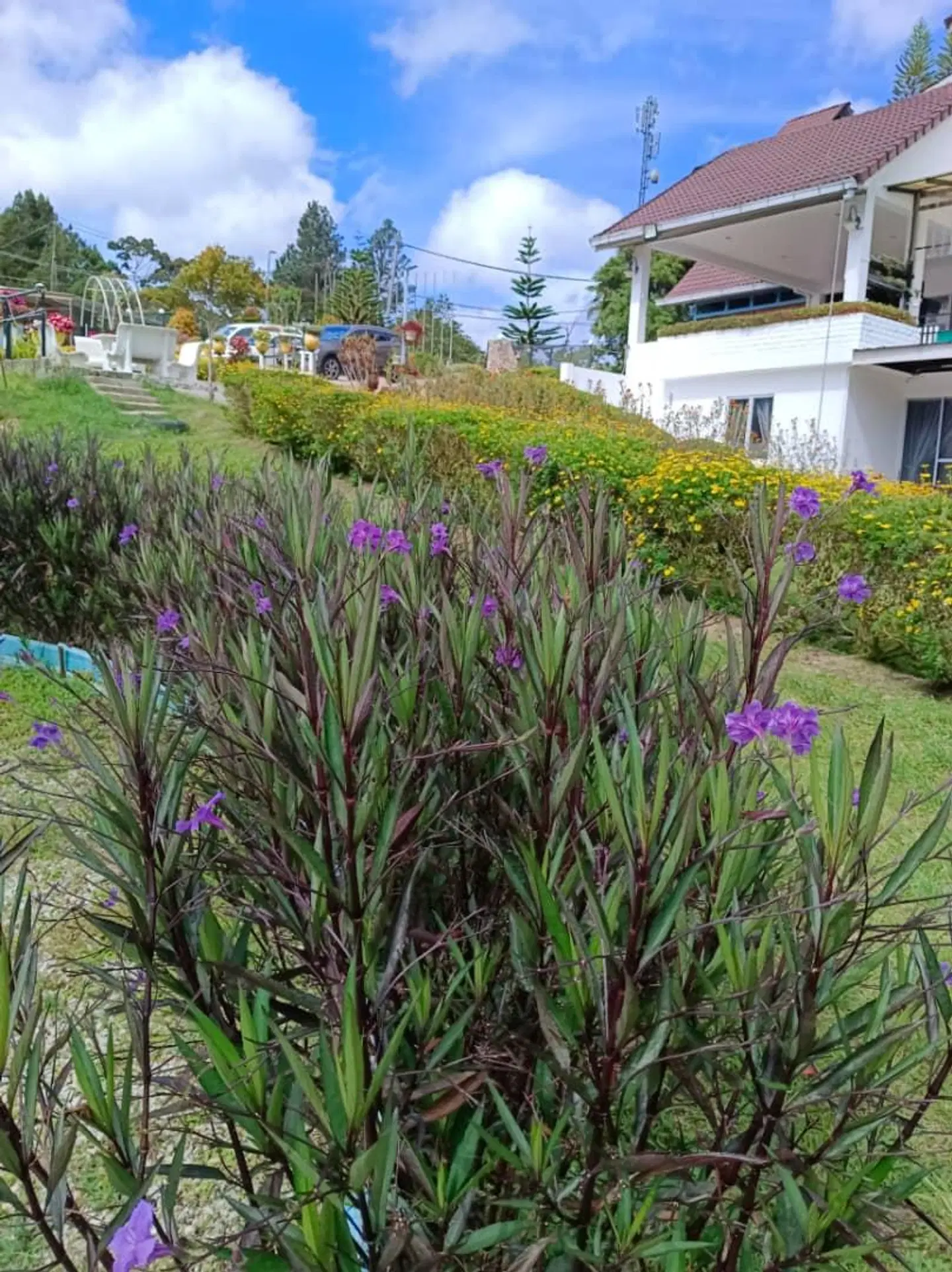 Dear Dino Villa Cameron Highlands Garten
