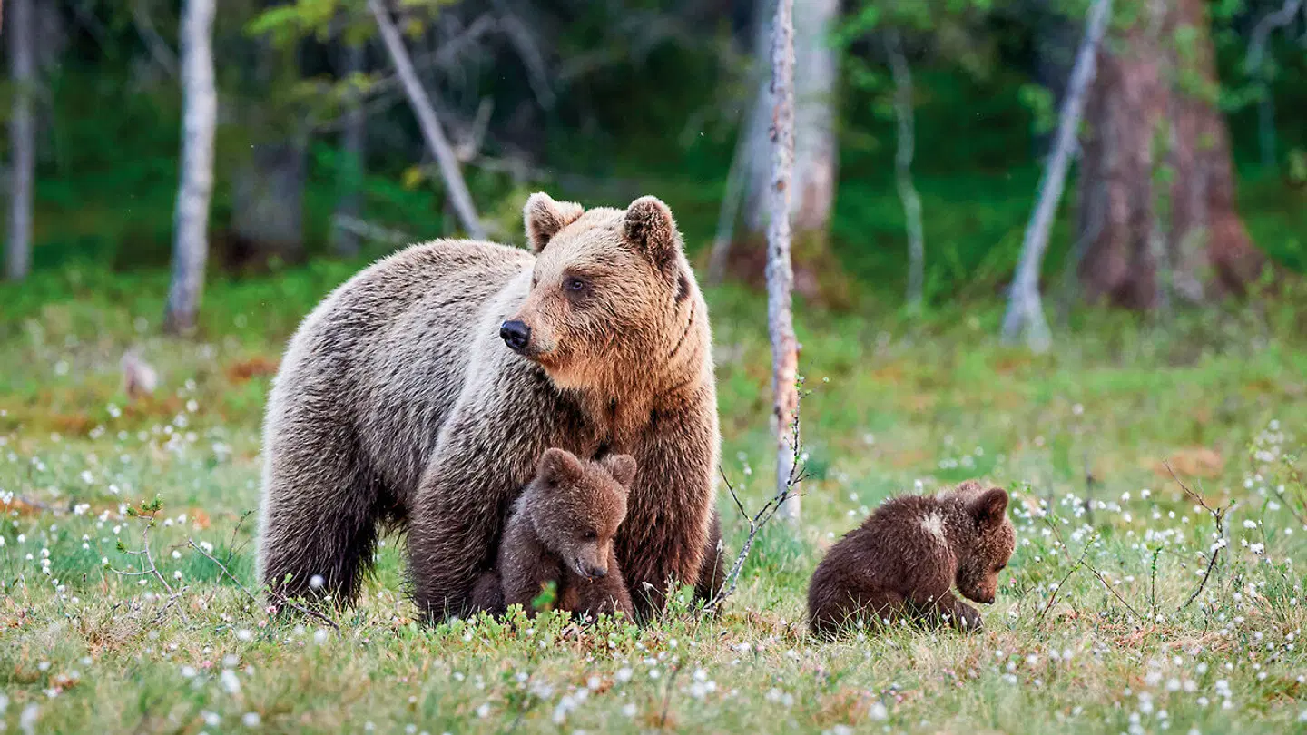 Glamping mit Walen & Bären Tiere