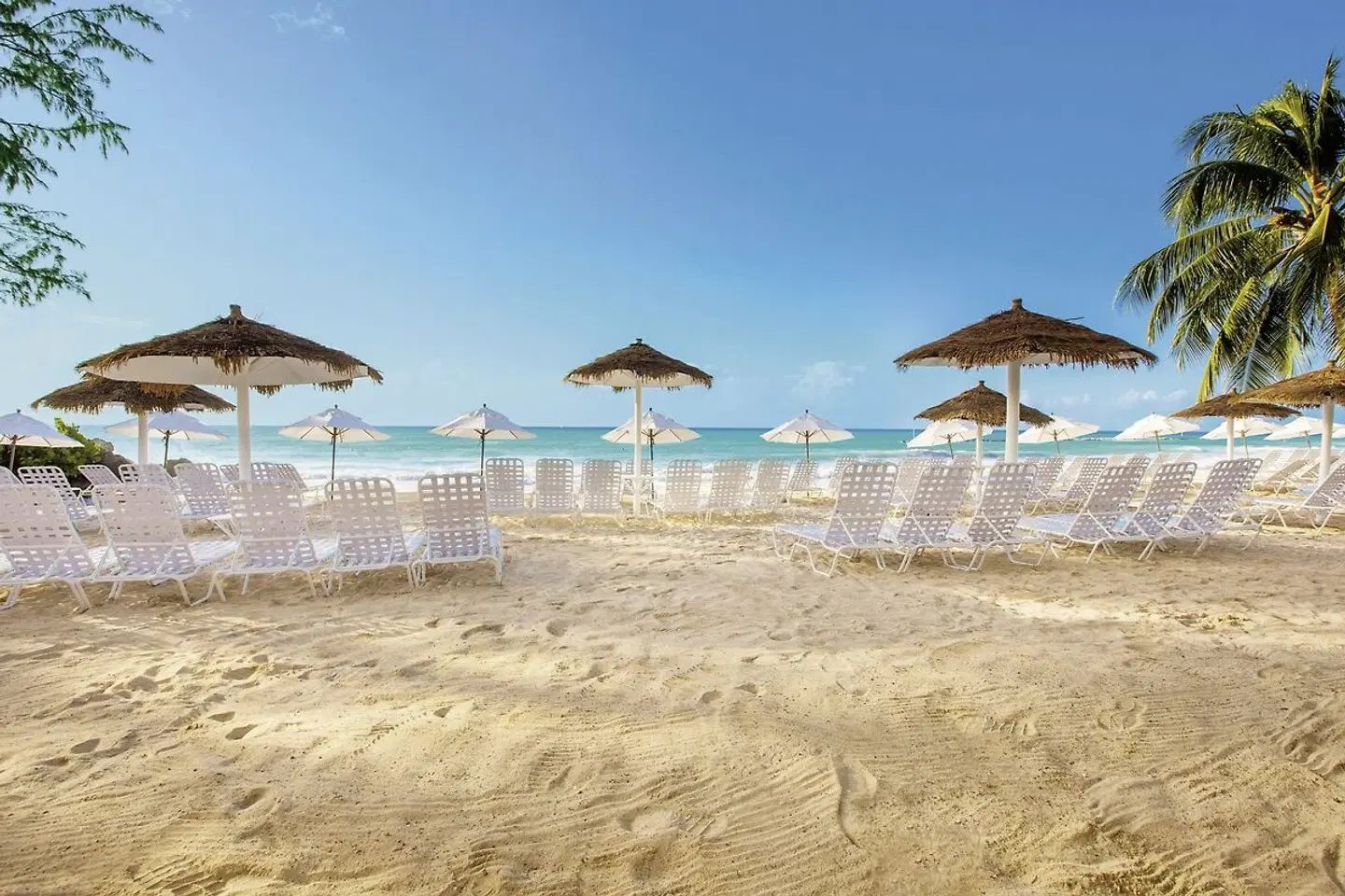 Bougainvillea Barbados BEACH