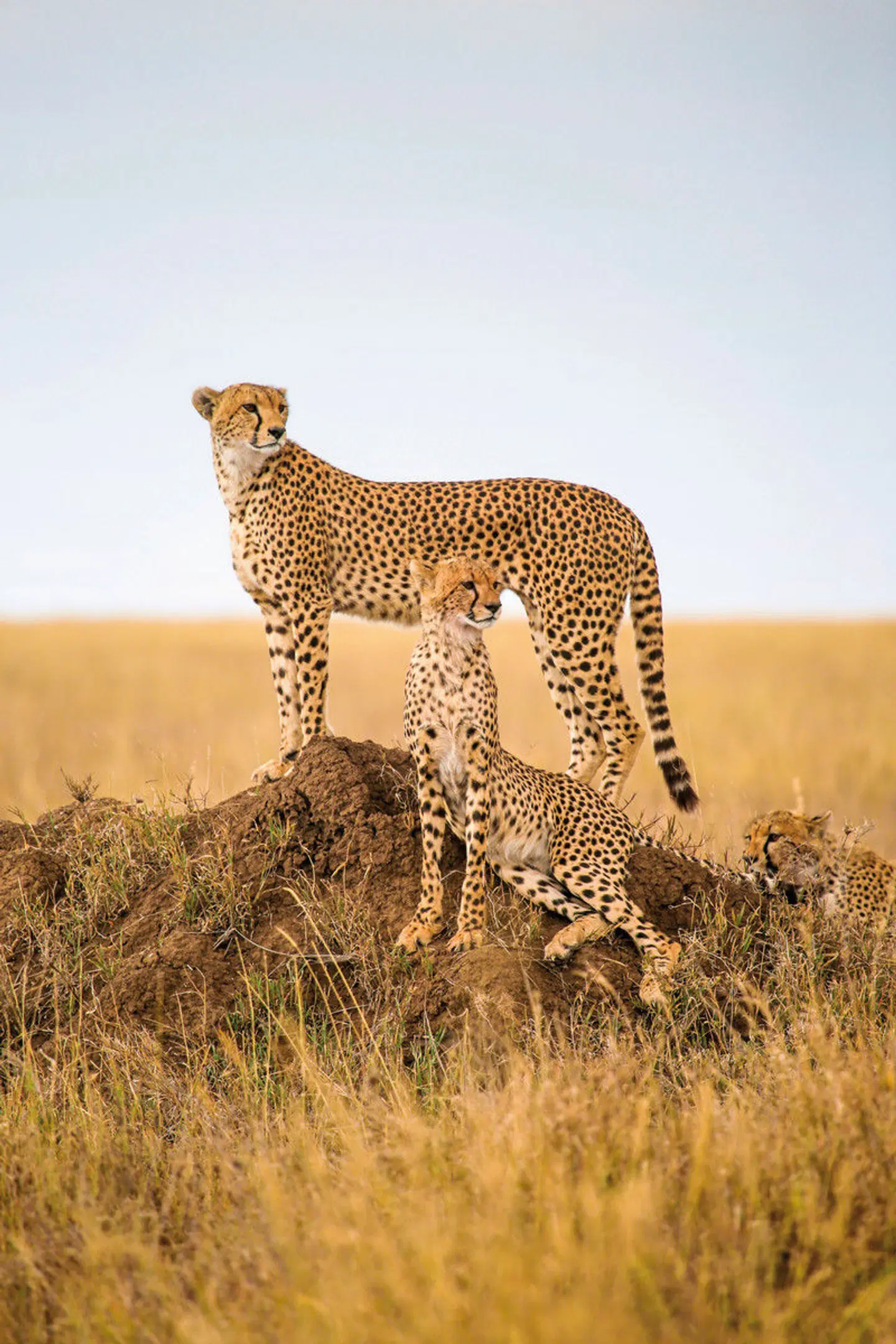 Magisches Tansania Tiere