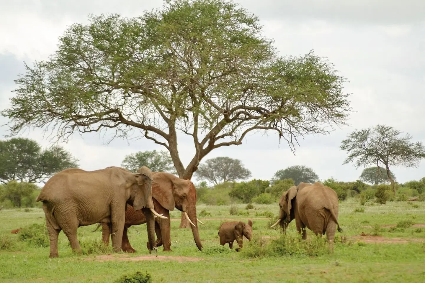 Abenteuer Kenia (ab Nairobi/bis Mombasa) Tiere