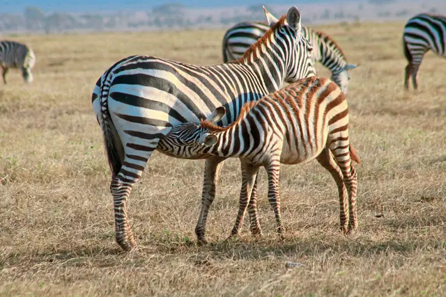 Kenia Allround Tiere