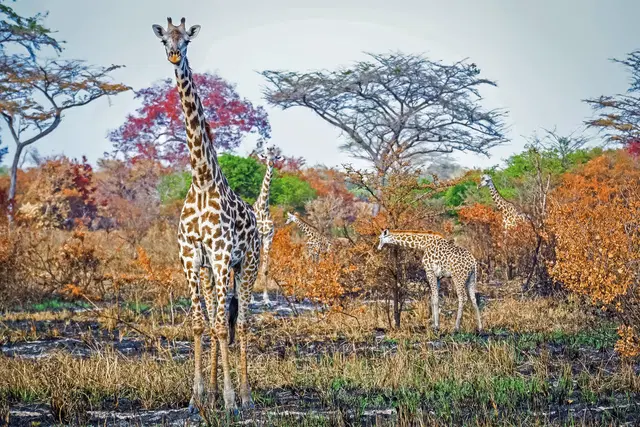 Saadani Safari (2 Nächte) Tiere