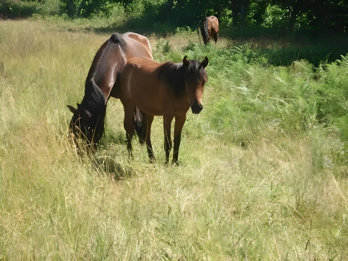 Quinta Da Penela Tiere