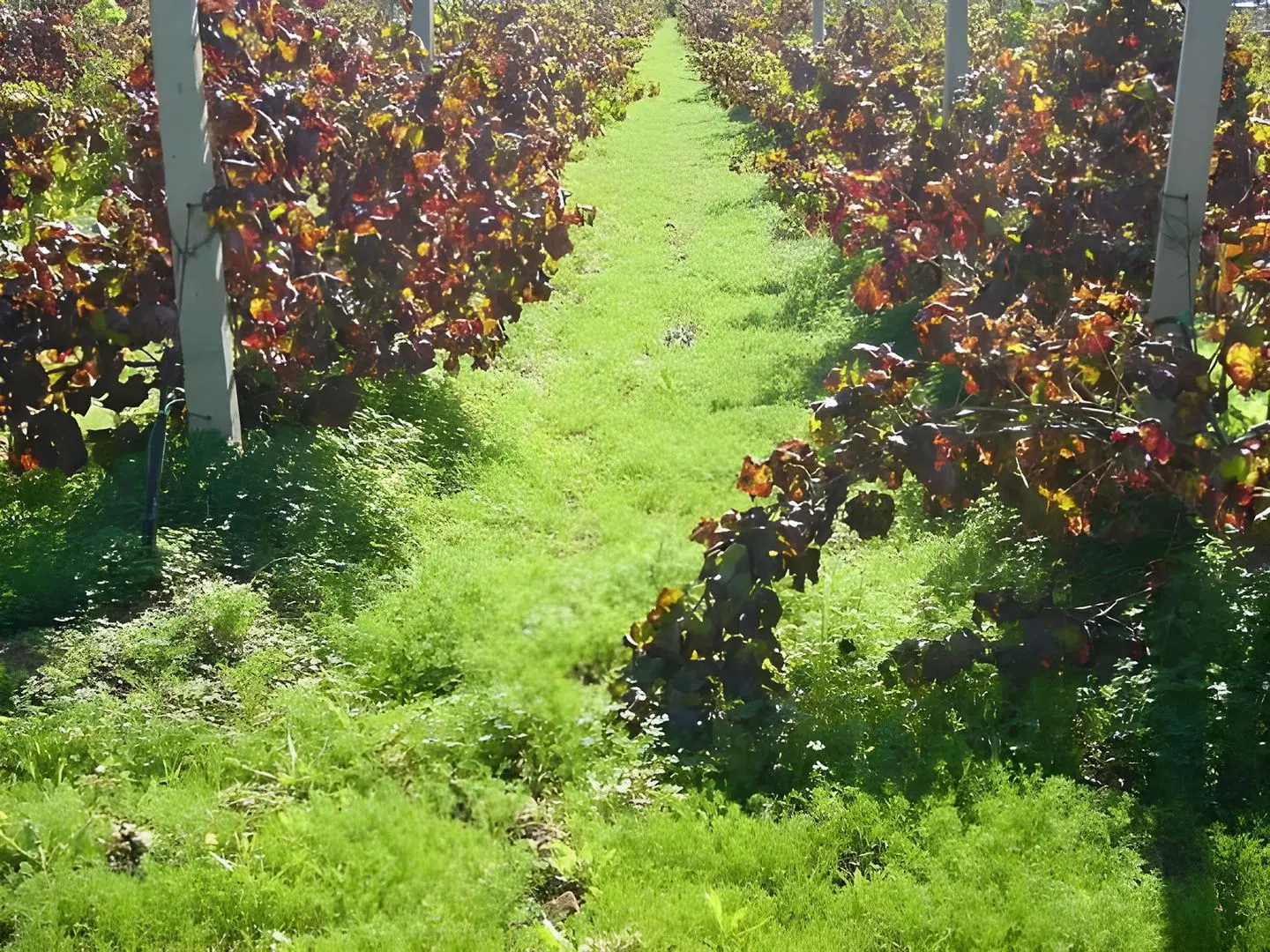 B&B Il Vigneto Garten