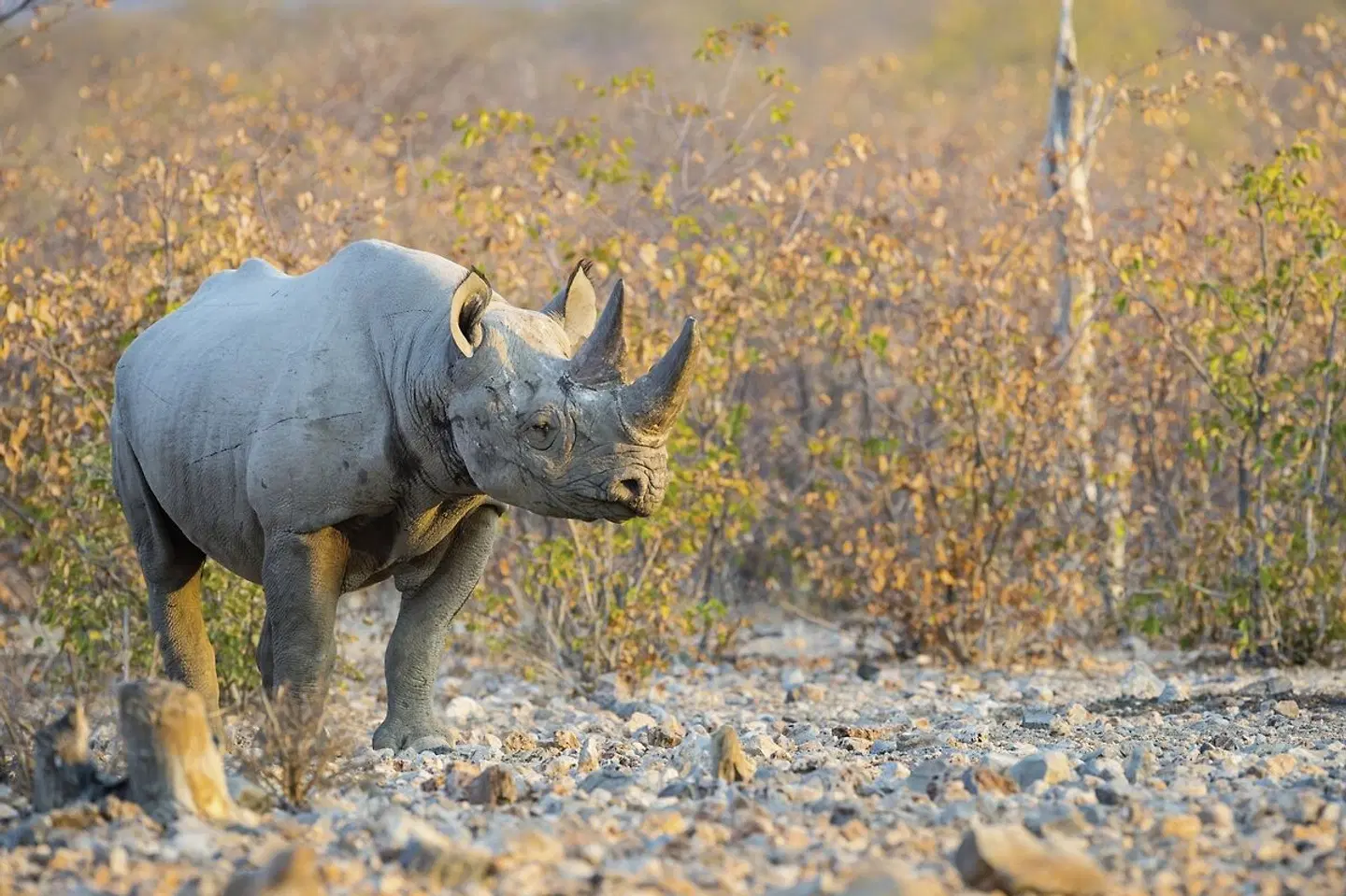 Namibia Flugsafari Tiere