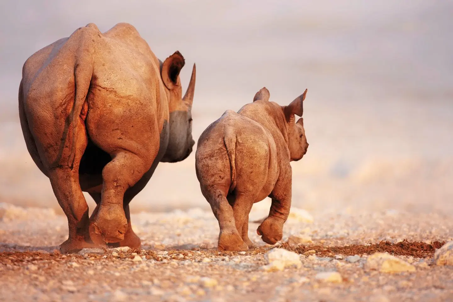 Namibia zum Verweilen Tiere