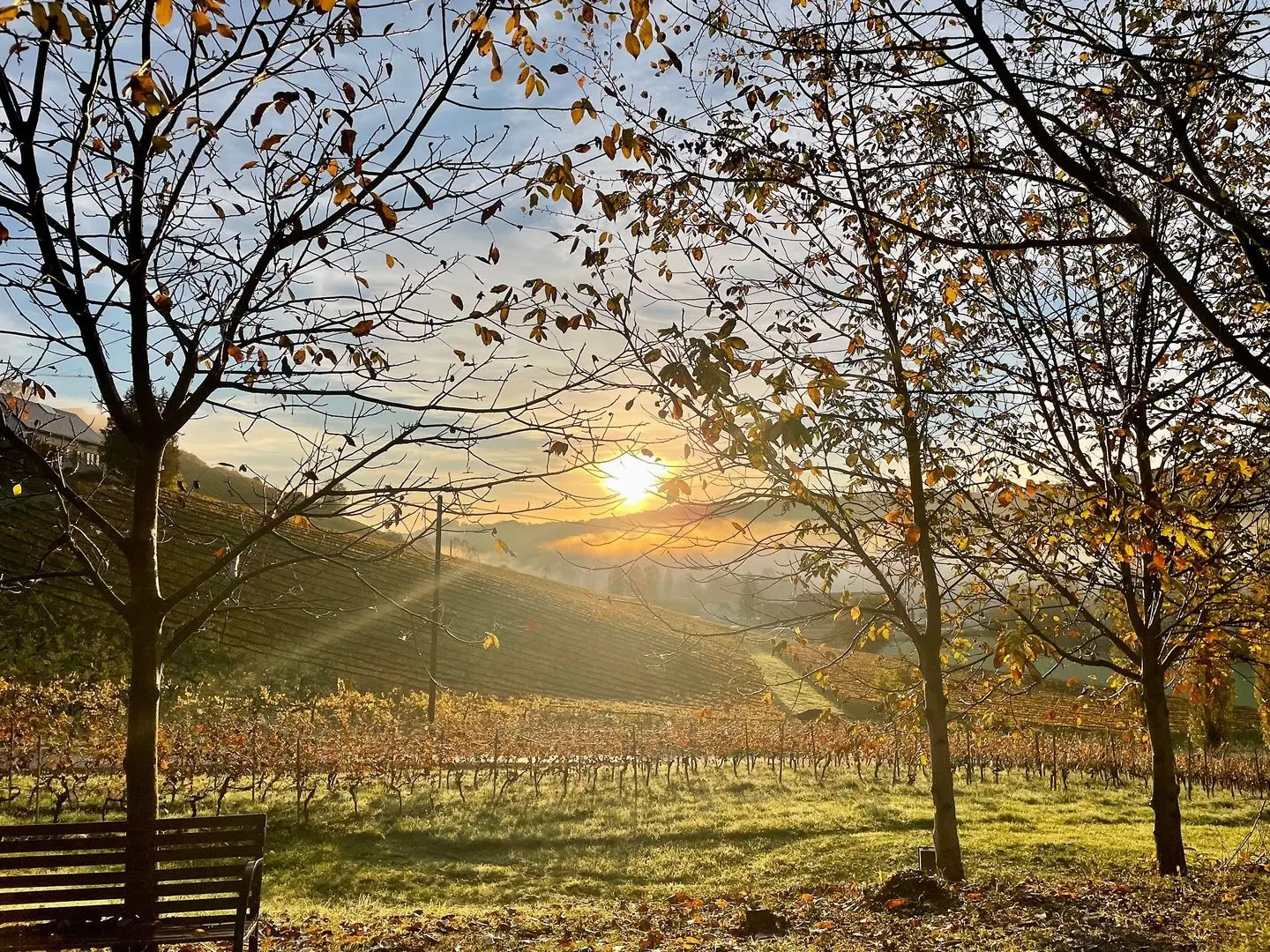 Weingut Rohrbacher LANDSCAPE
