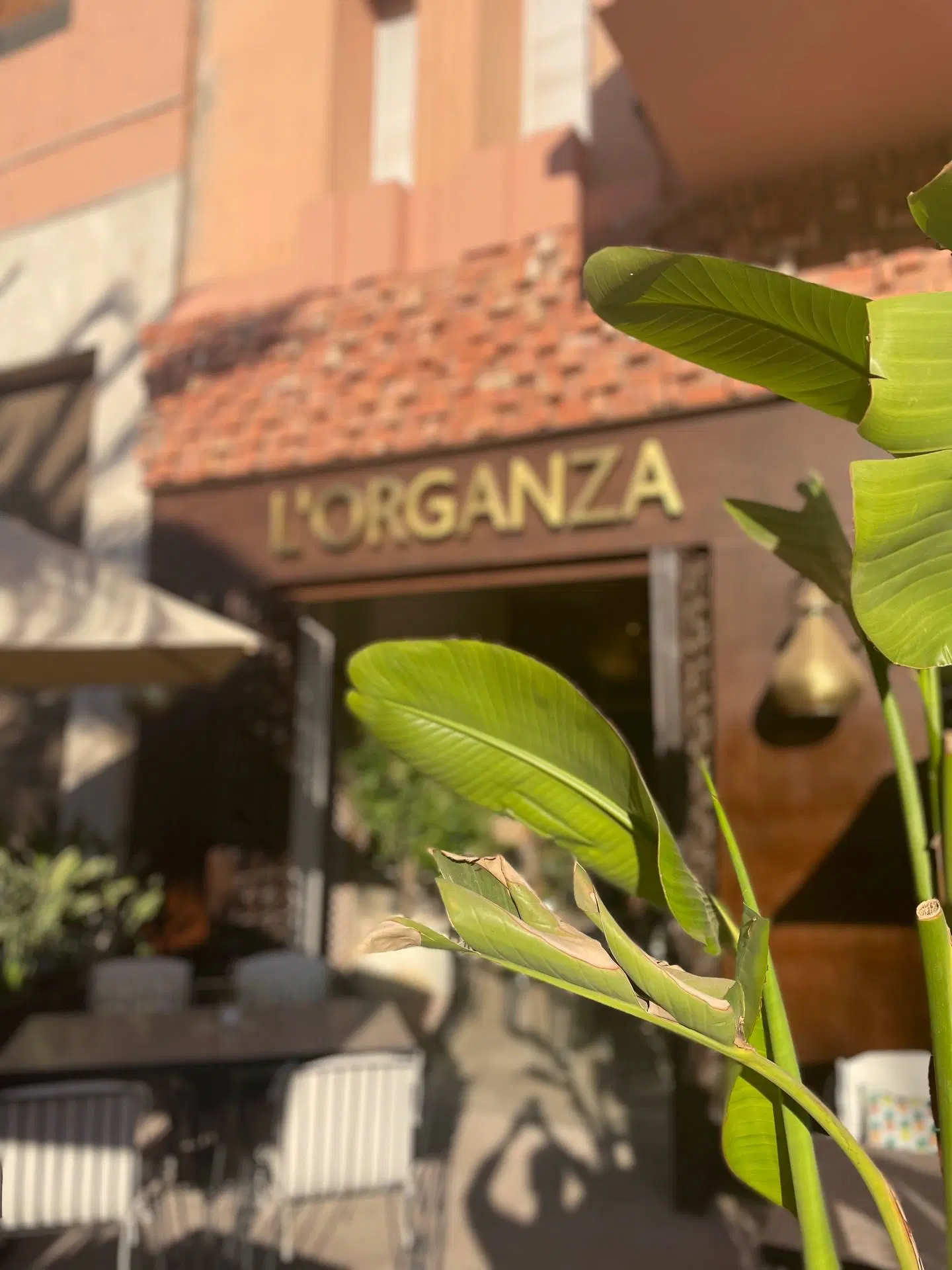 Dellarosa Boutique Hotel Marrakech Tiere