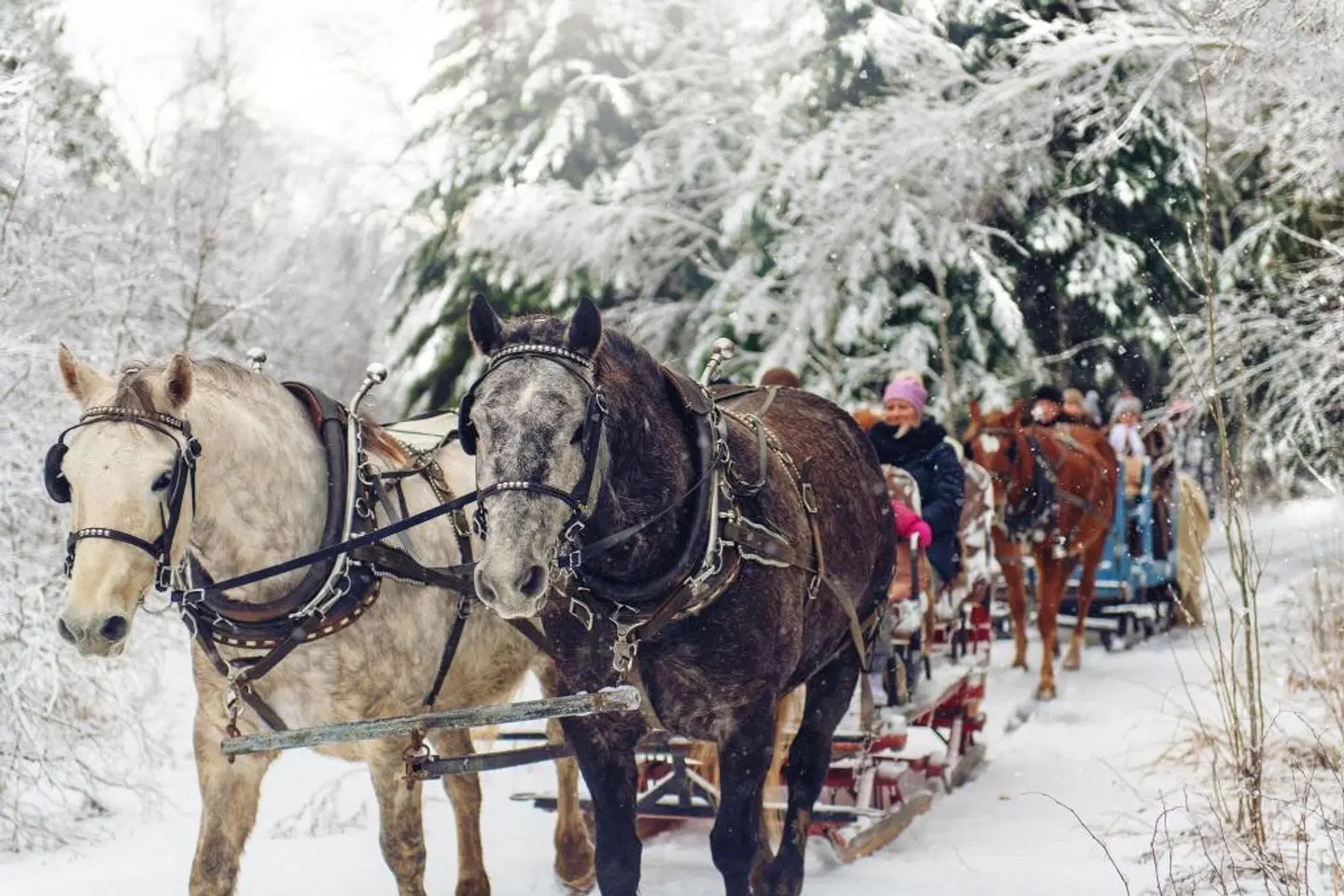 Residence Inn by Marriott Breckenridge Tiere
