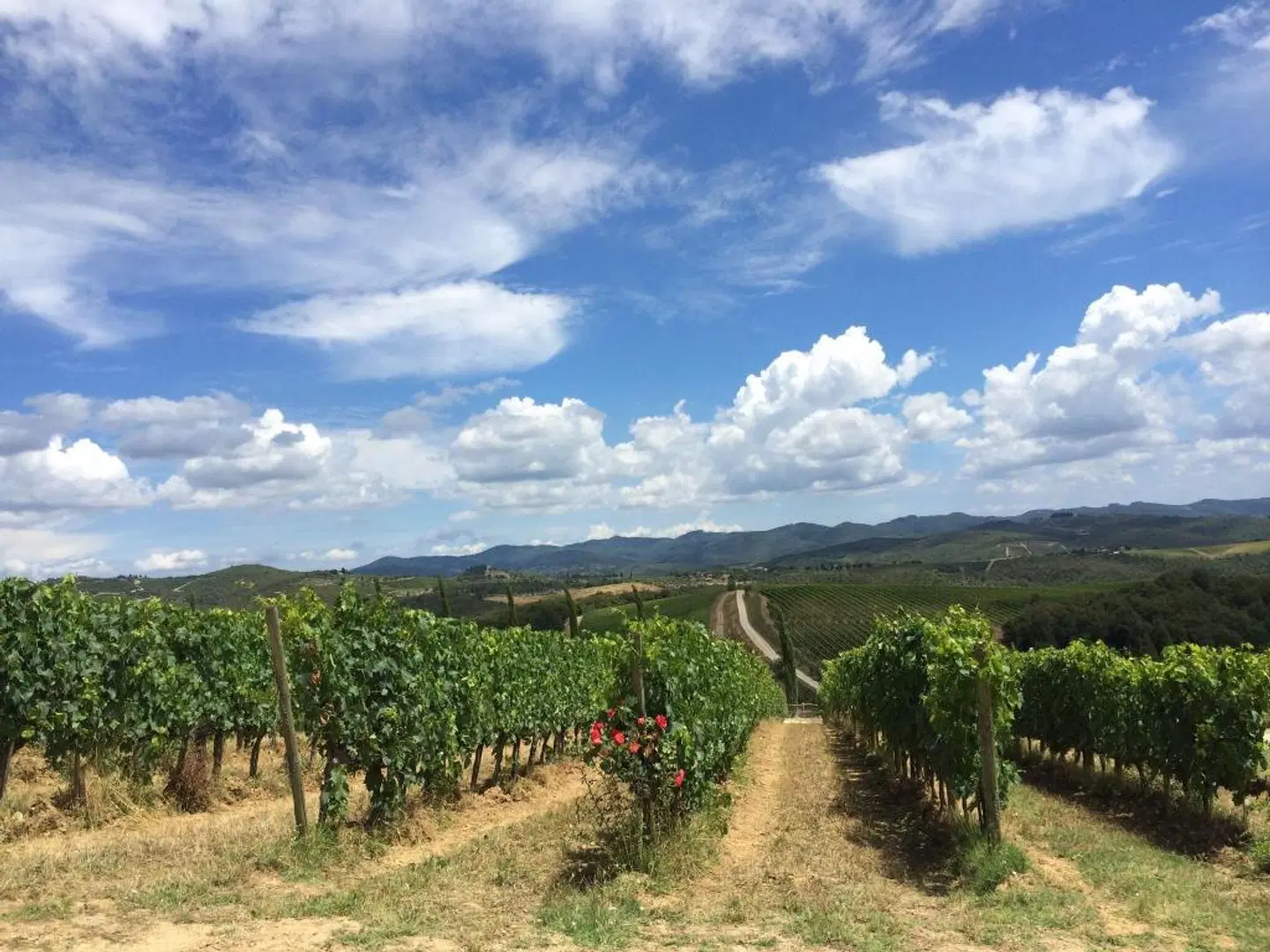 Villa Dievole LANDSCAPE