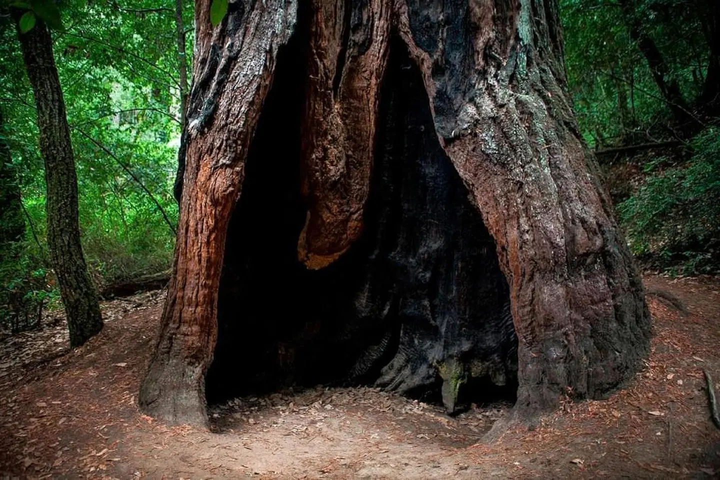 Hotel Paradox, Autograph Collection Tiere