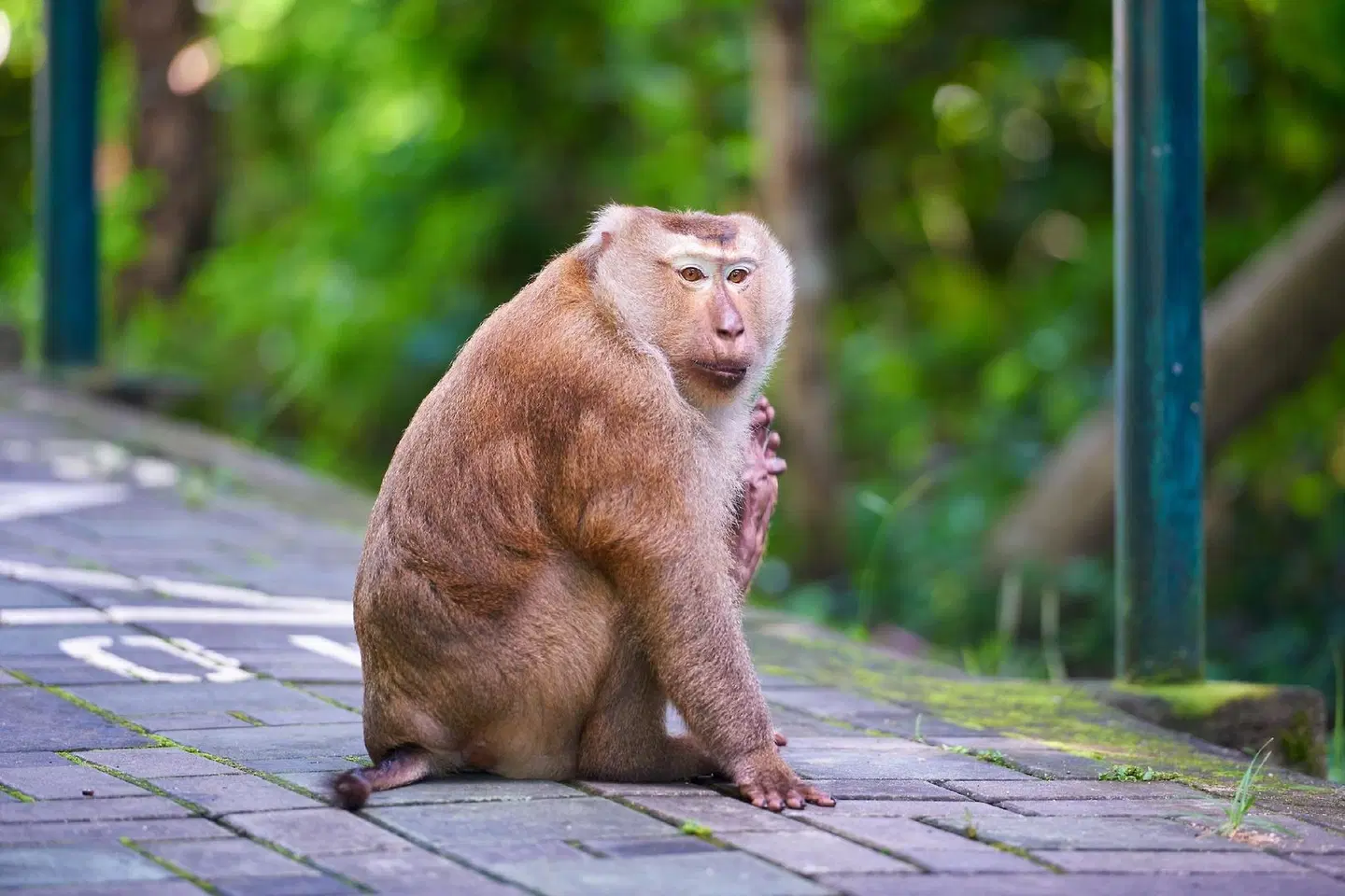 Isara Boutique Hotel and Cafe Tiere