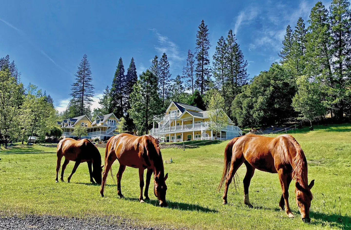 Blackberry Inn Yosemite Groveland Tiere
