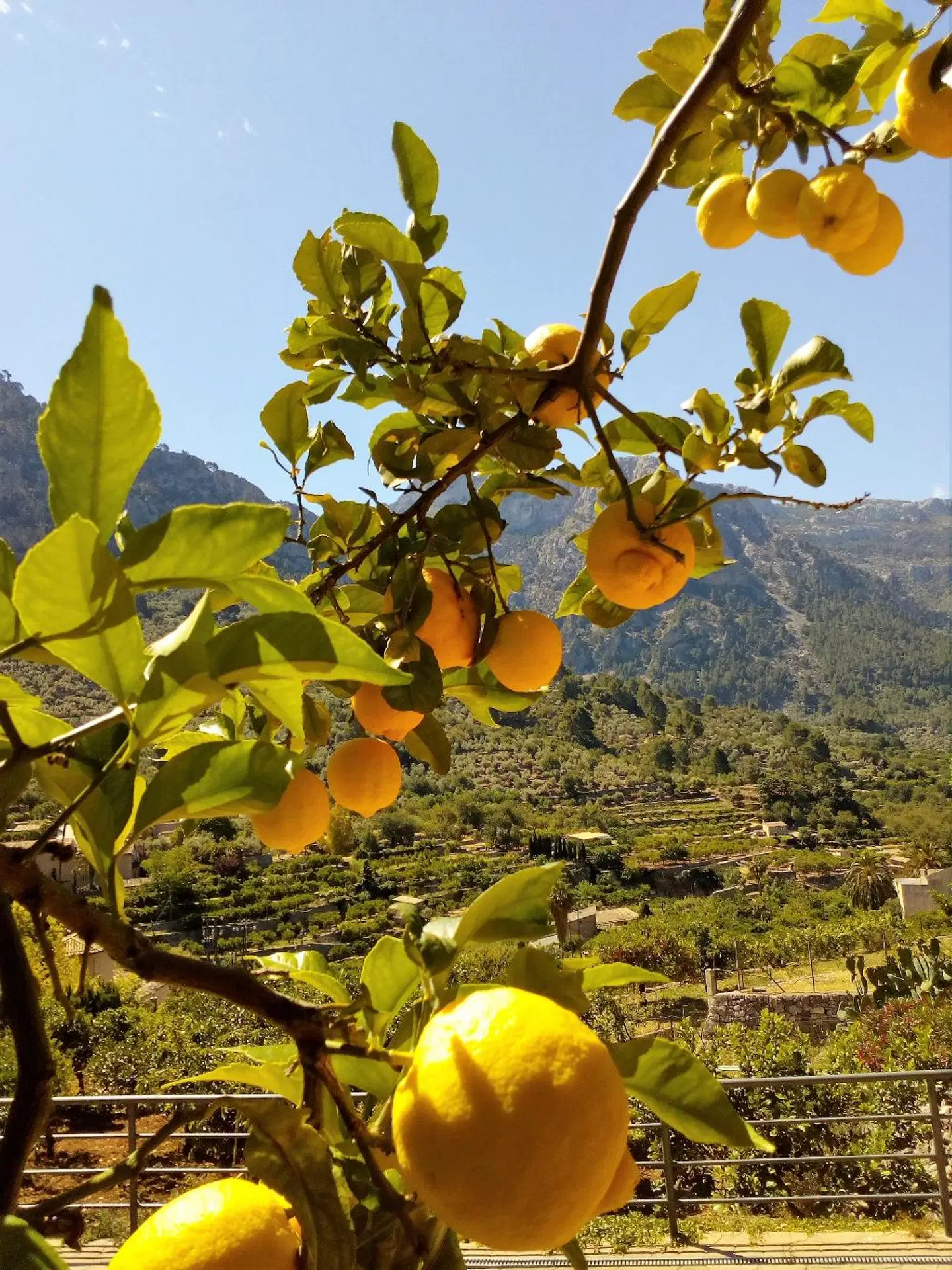 Rural Sa Tanqueta de Fornalutx LANDSCAPE