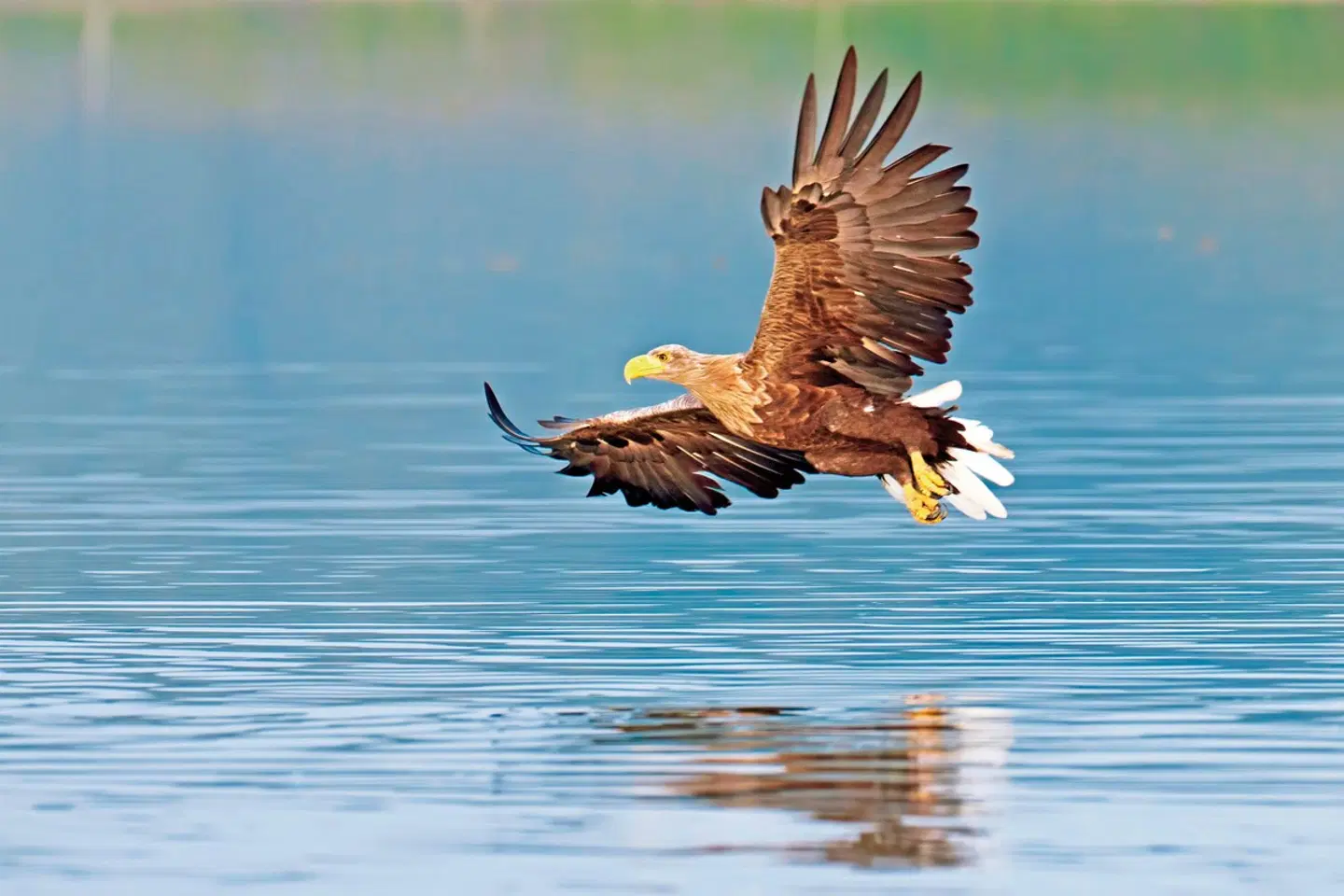 Erlebnis Lofoten - unterwegs auf der Arctic Route Tiere