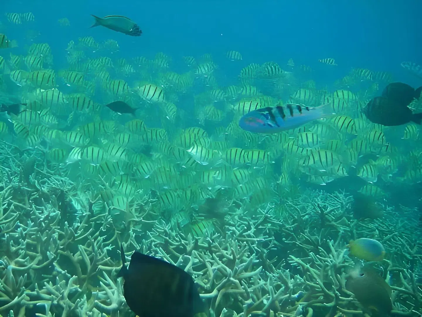 Pingouin Villas Tiere