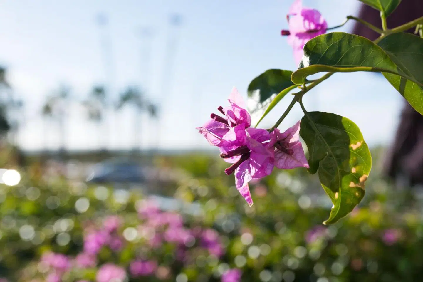 Masd Mediterráneo Hotel Apartments Spa LANDSCAPE