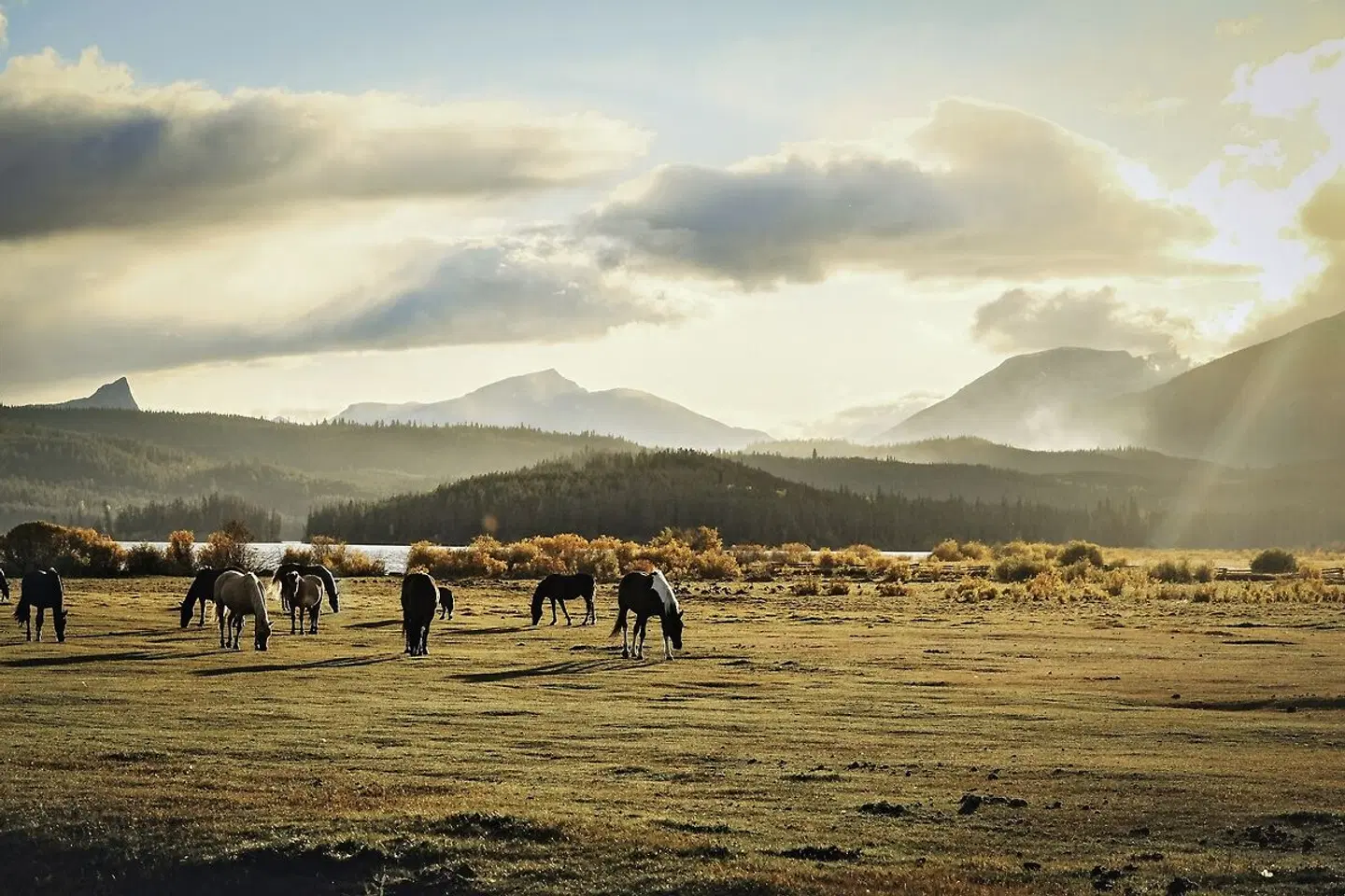 Wilderness Experience Tiere