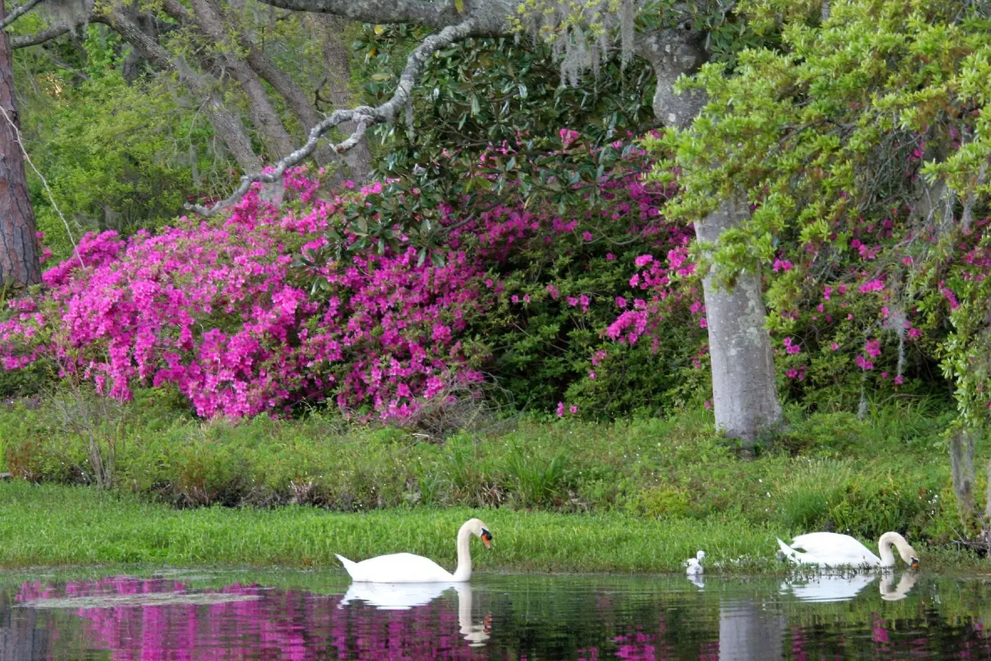 Hilton Garden Inn Wilmington Mayfaire Town Center Garten