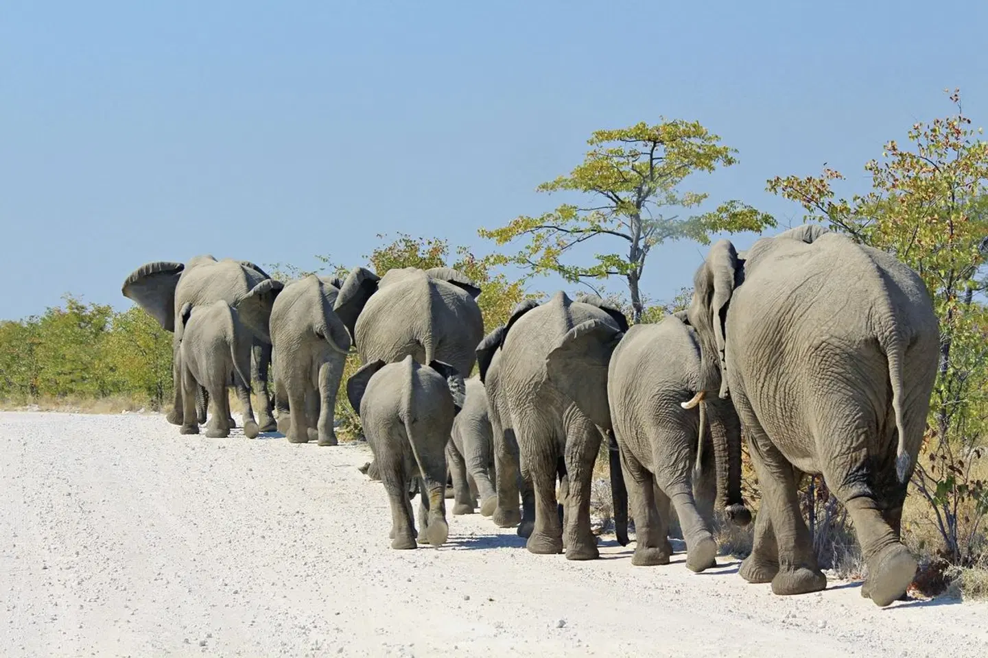 Traumreise Namibia Tiere