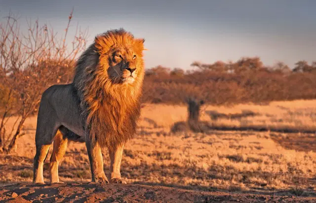 Mpumalanga - Im Reich der wilden Tiere Tiere