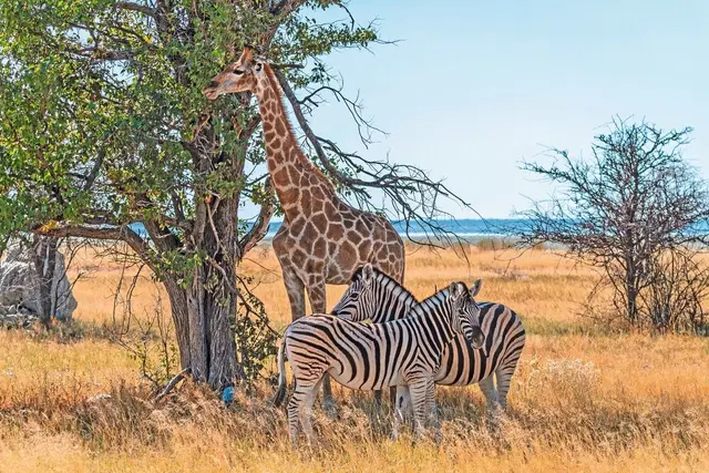 Namibia Classic Standard Tiere