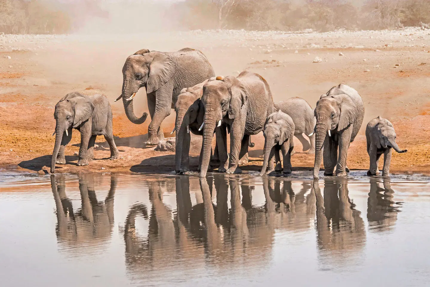 Namibia mit Kinderaugen Tiere