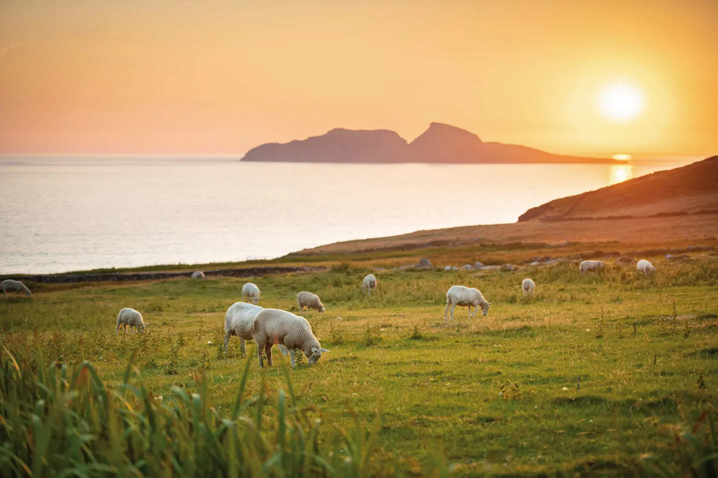 Roadtrip Wild Atlantic Way Tiere