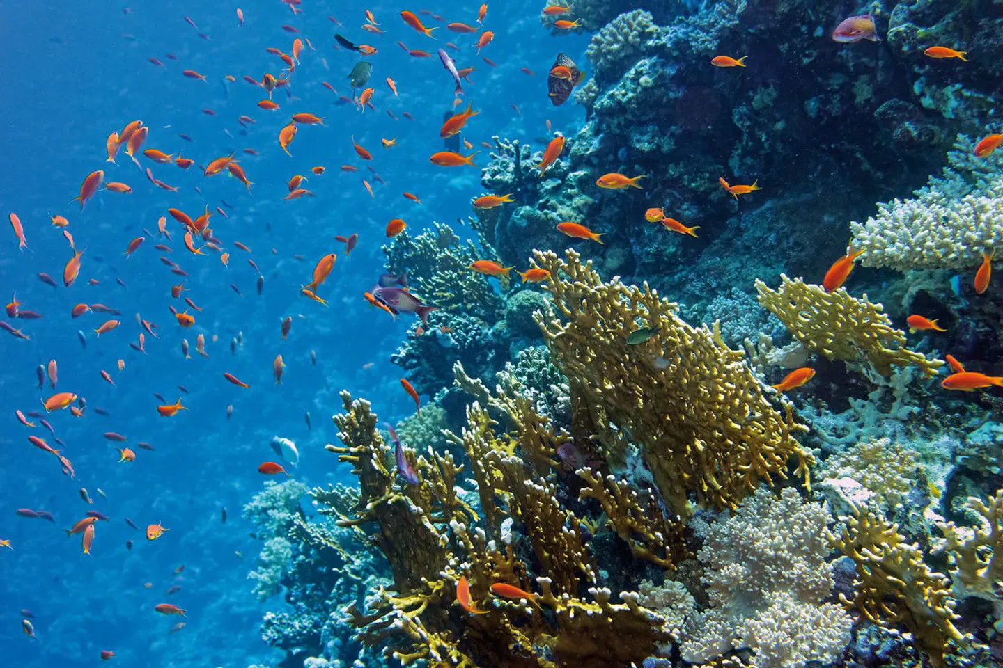 Concorde Moreen Beach Resort & Spa Tiere