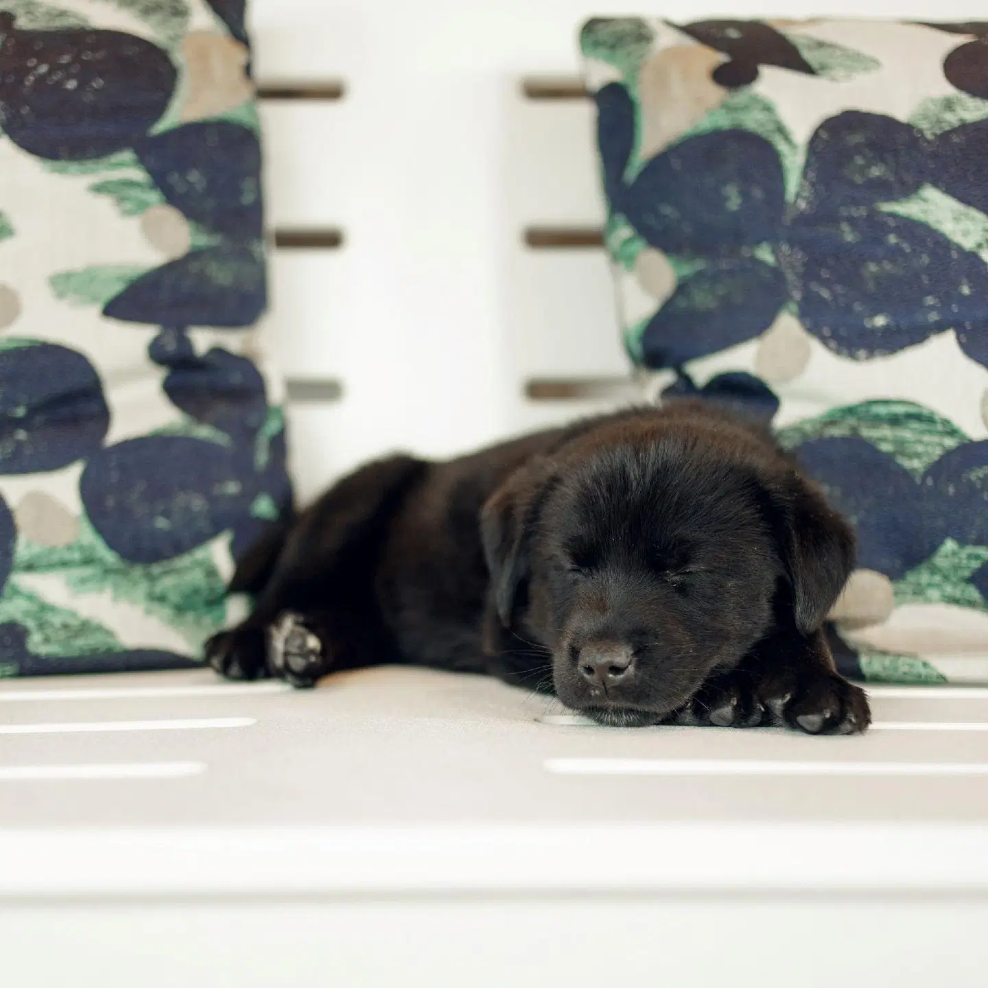 Hayes Street Hotel Tiere