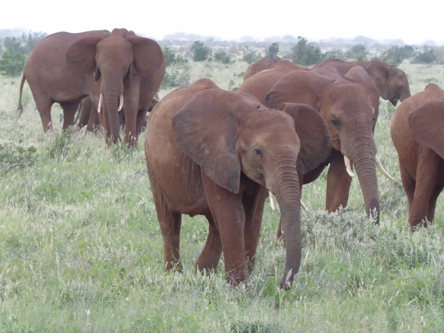 Königreich der Tiere Tiere