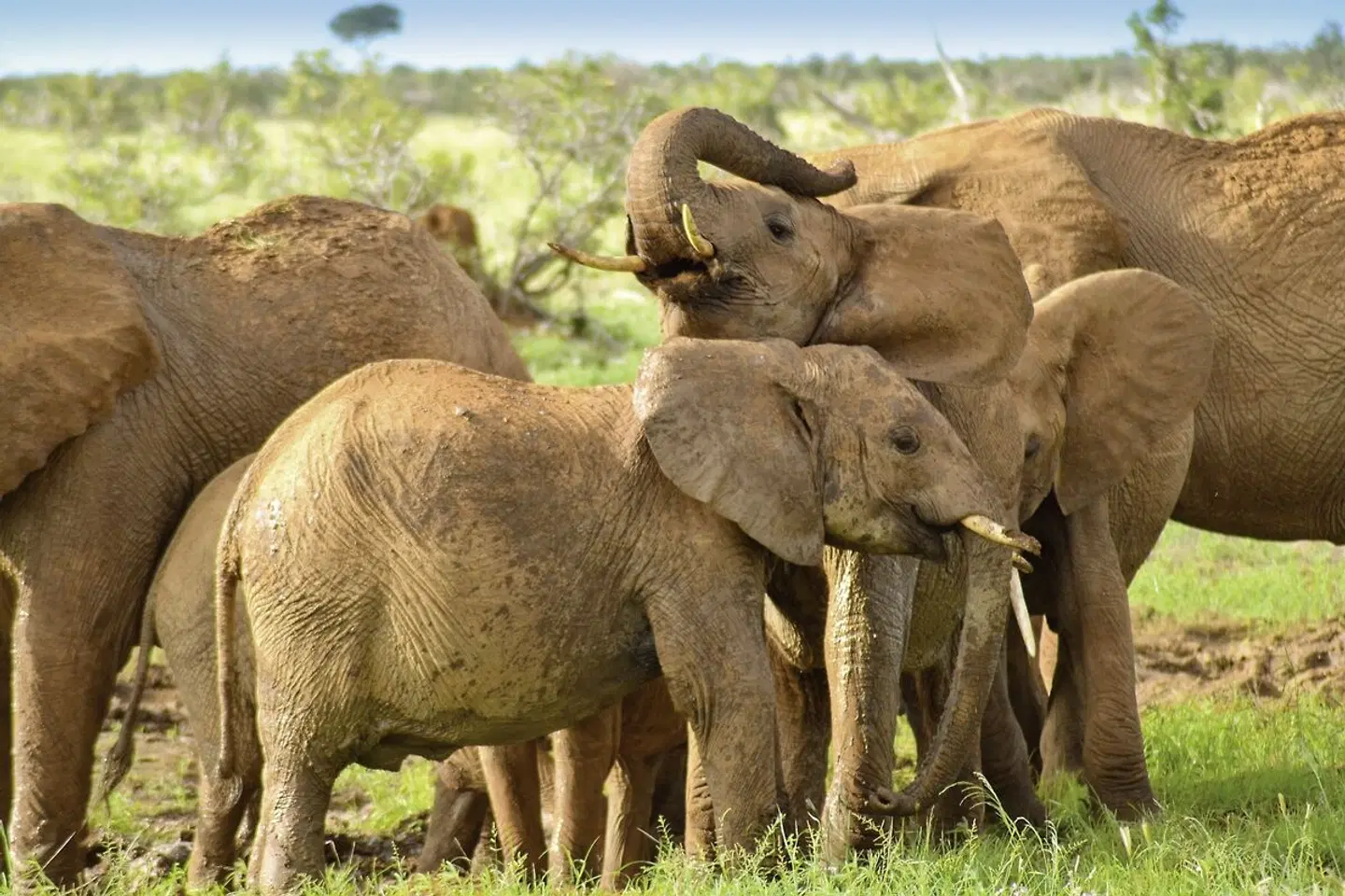 Abenteuer Kenia (ab Nairobi/bis Mombasa) Tiere