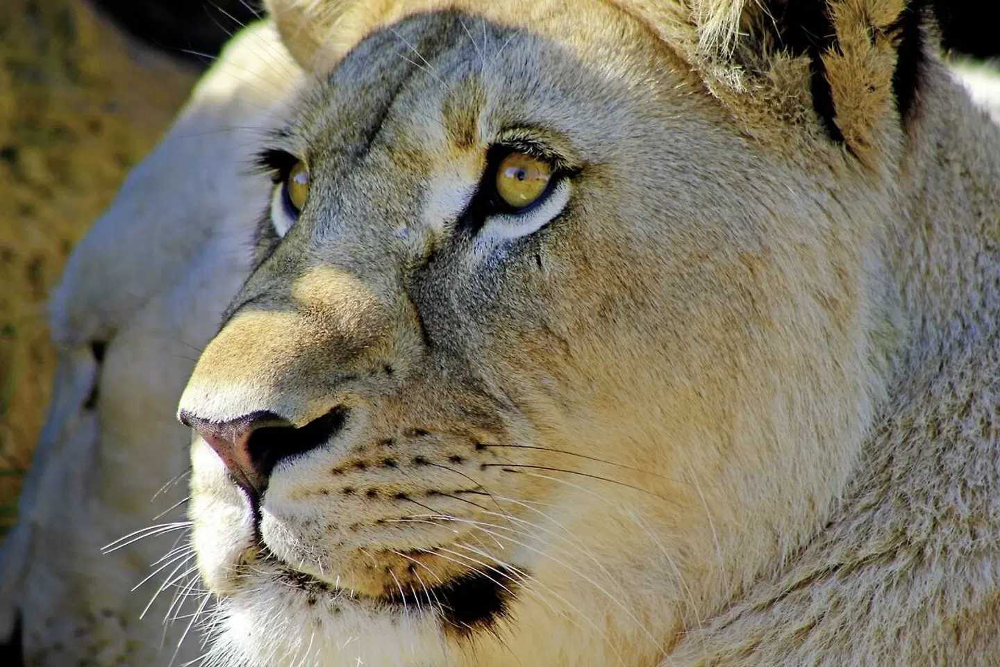 Wellness, Wein & wilde Tiere Tiere