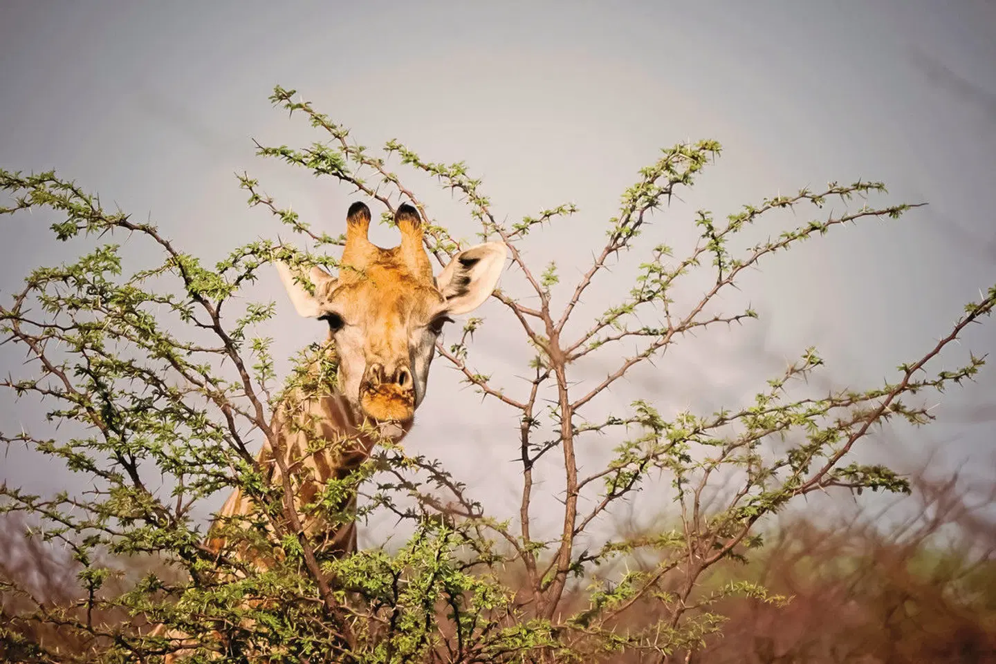 Gondwana Collection: Bilderbuch Namibia Tiere