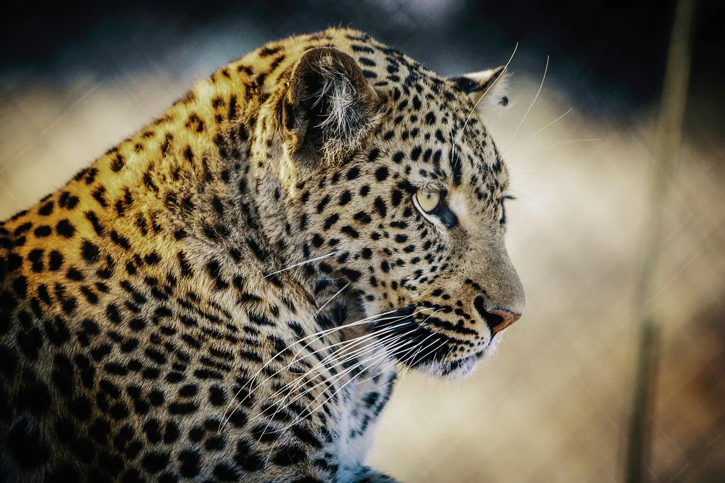 Kontrastreiches Namibia Tiere