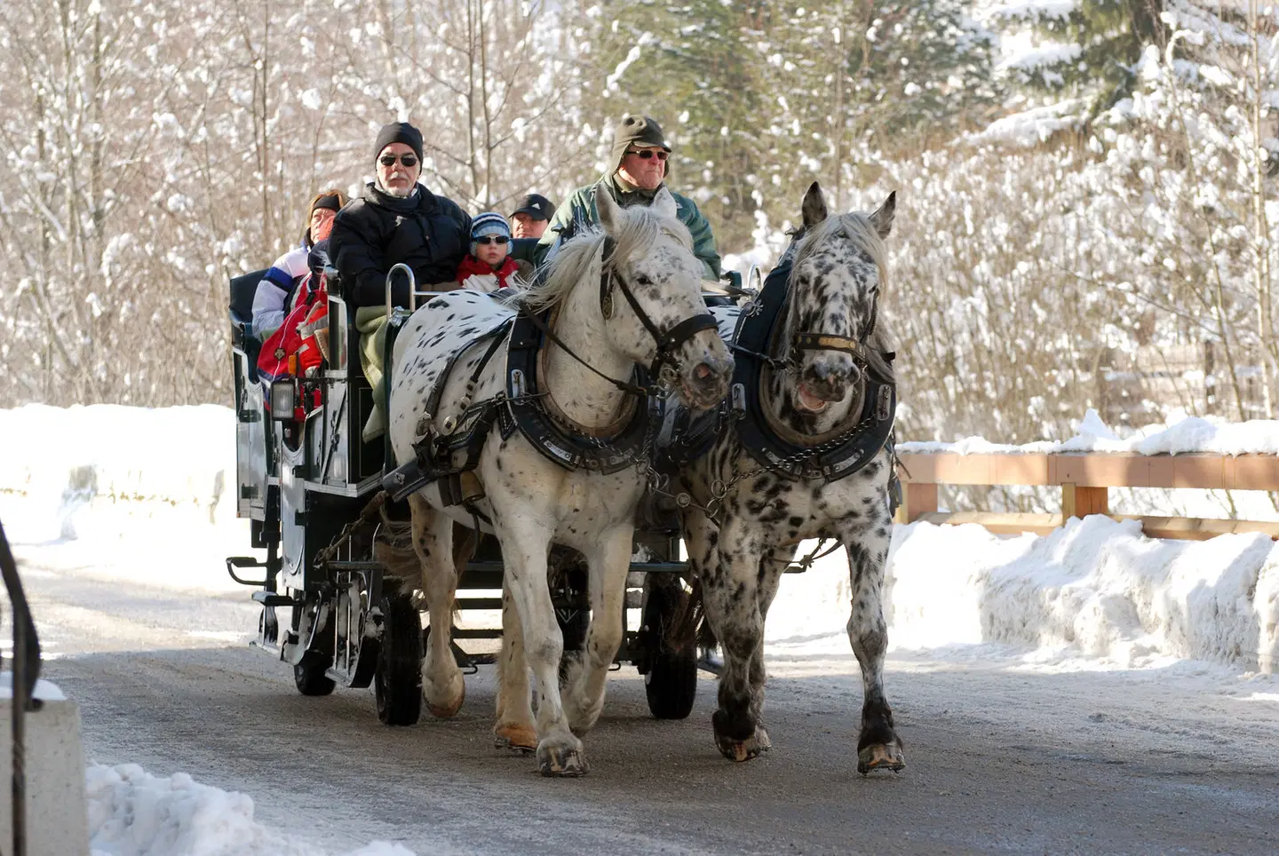 Gasthof Andrelwirt Tiere