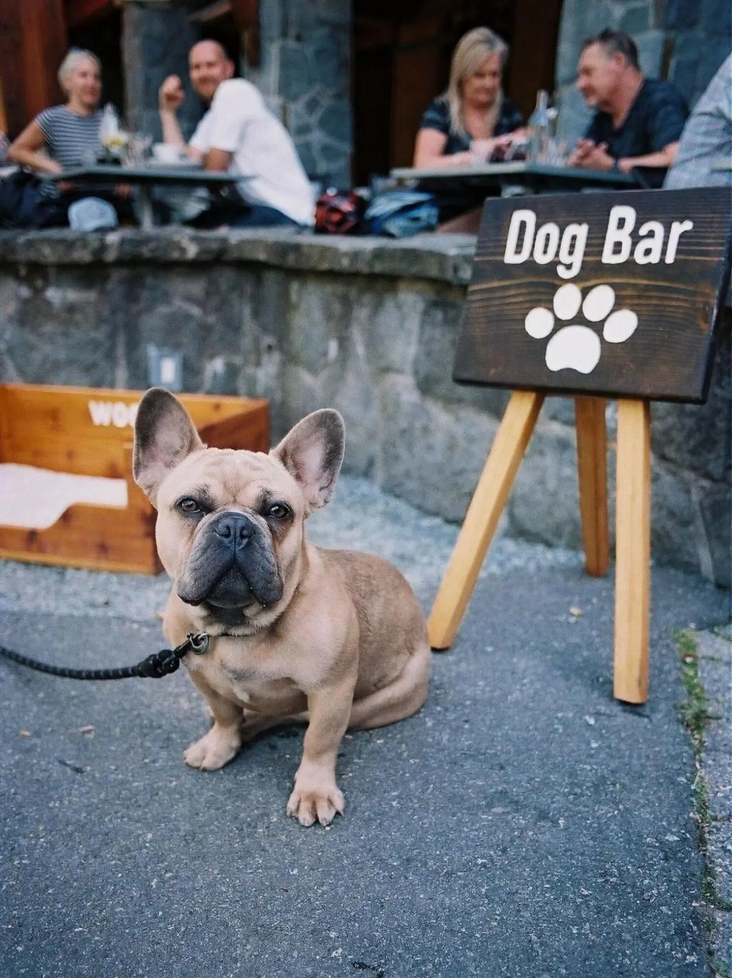 Nita Lake Lodge Tiere