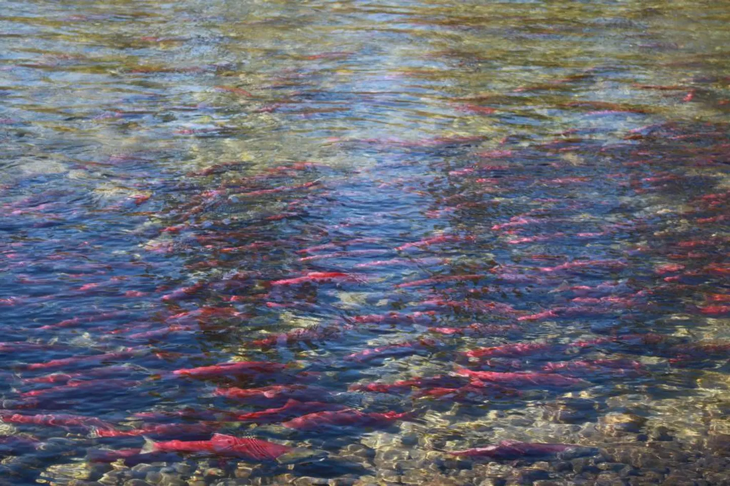 Hilltop Inn Salmon Arm LANDSCAPE