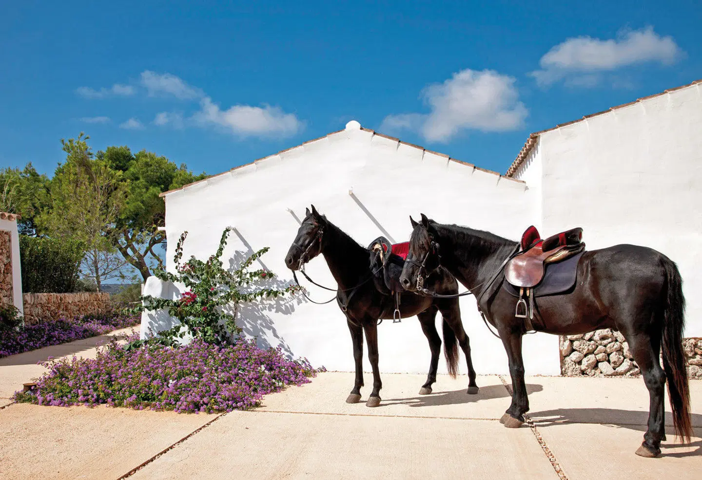 Finca Torralbenc ANIMAL