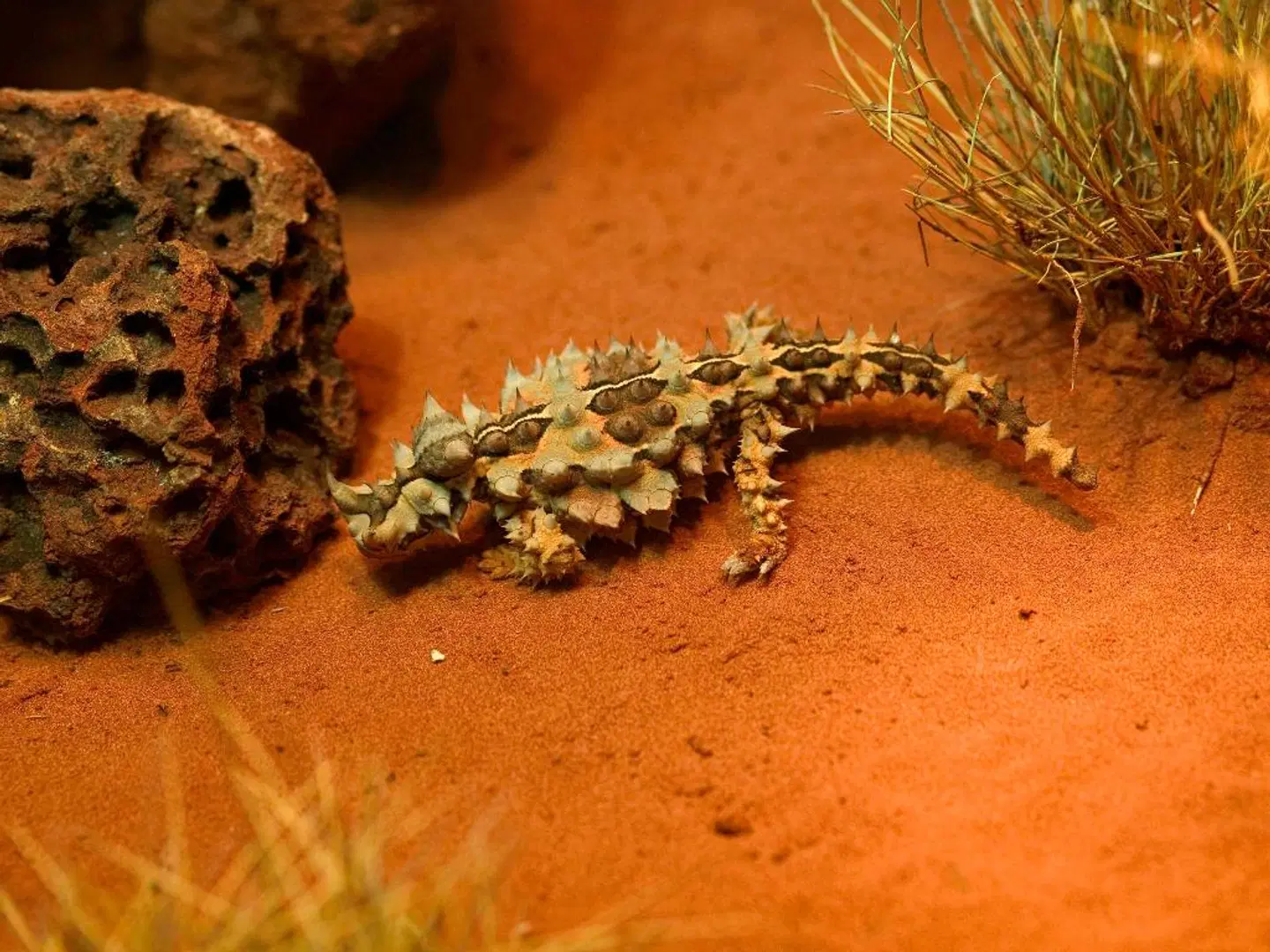 Mercure Alice Springs Resort Tiere