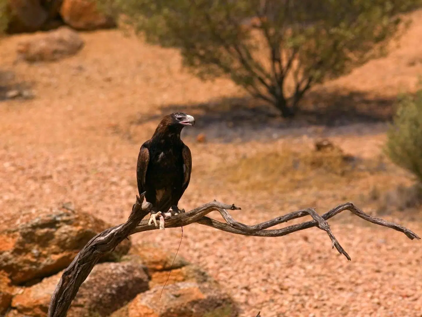 Mercure Alice Springs Resort Tiere