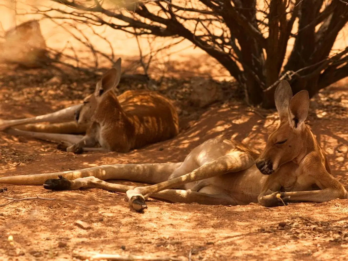 Mercure Alice Springs Resort Tiere
