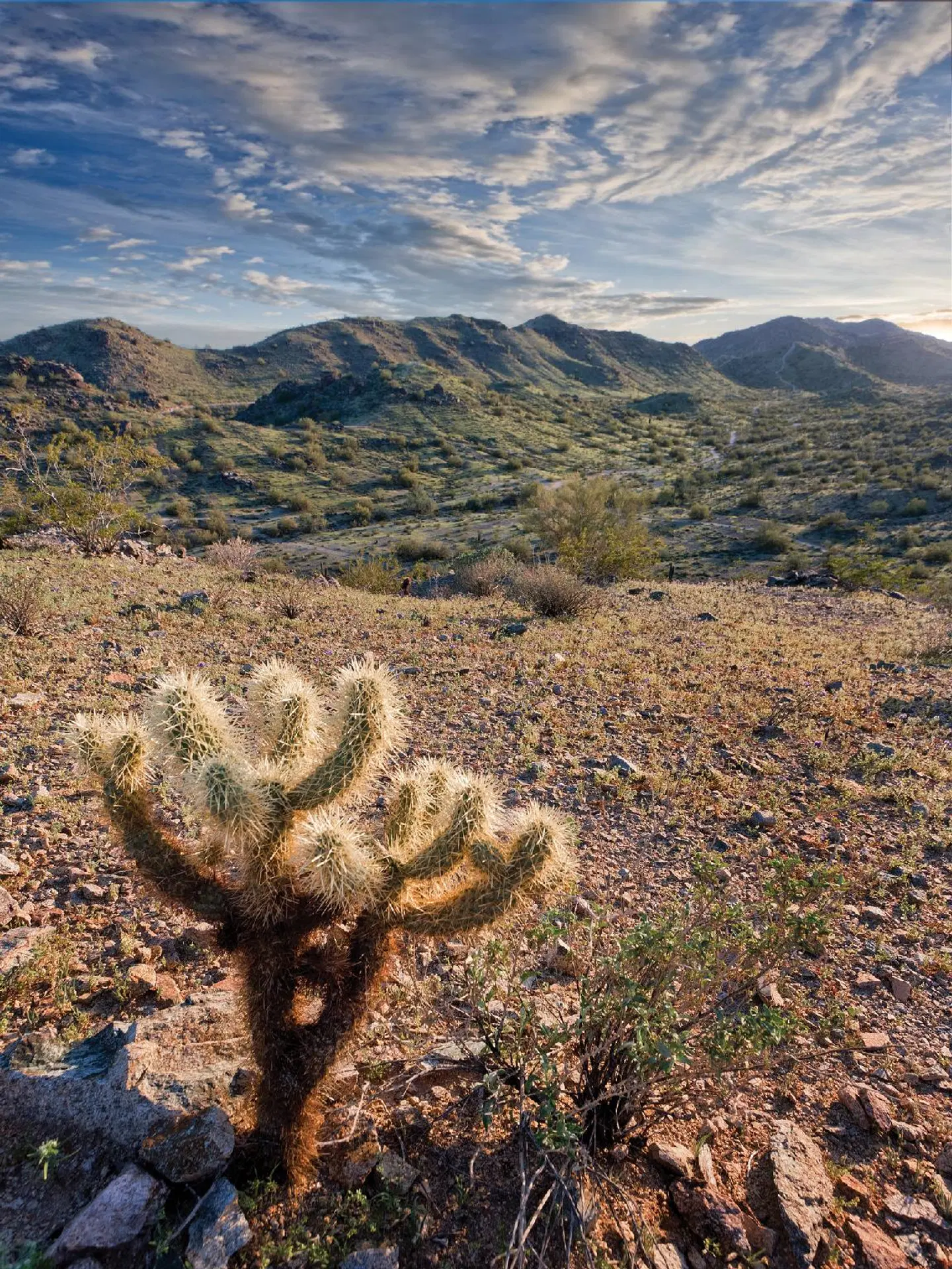 Raintree at Worldmark Phoenix South Mountain Preserve LANDSCAPE