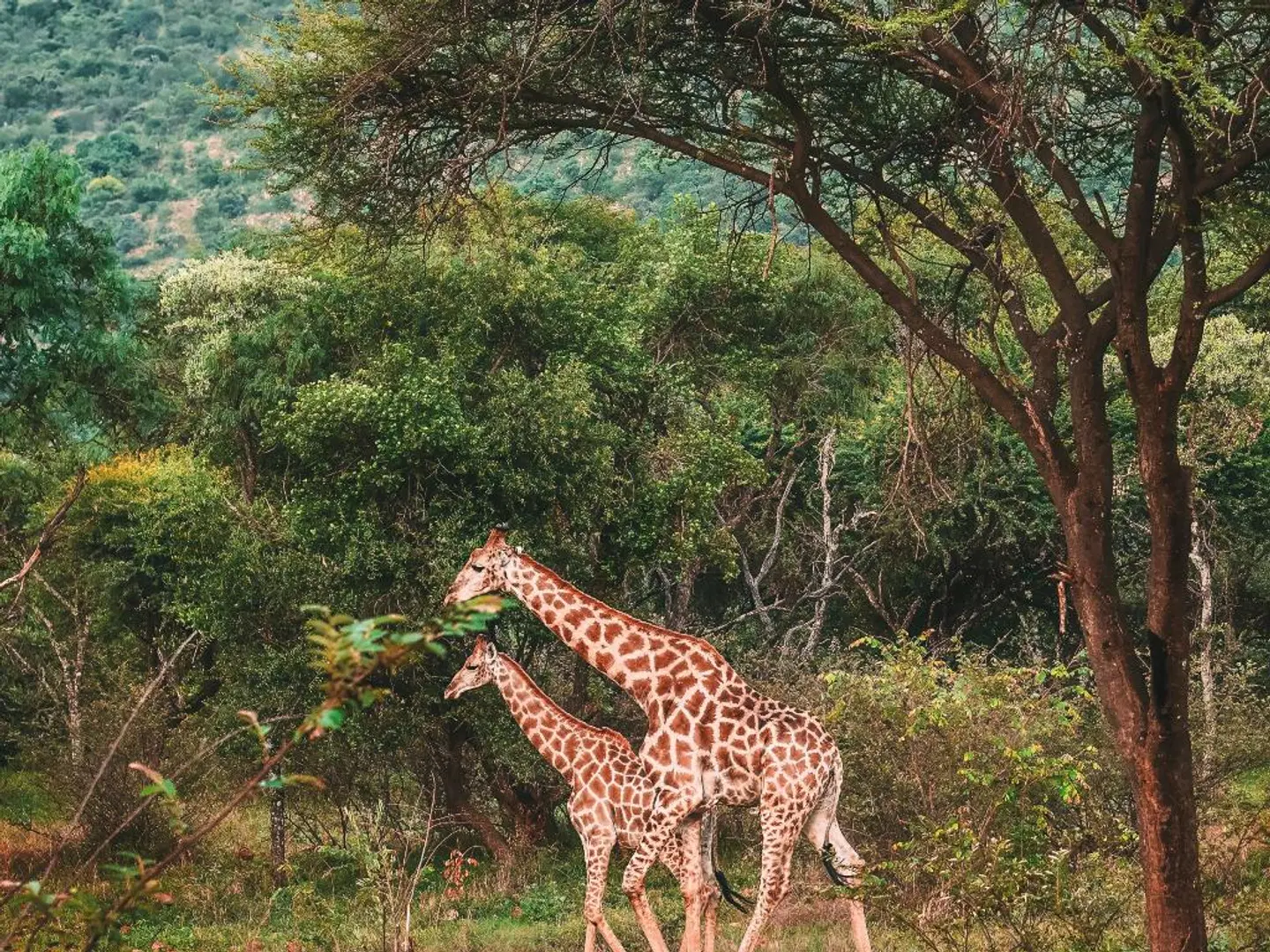 Letamo at Qwabi Private Game Reserve Tiere