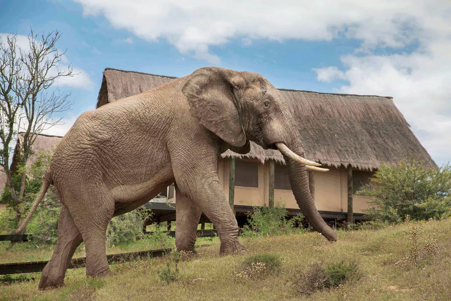 Gorah Elephant Camp Tiere