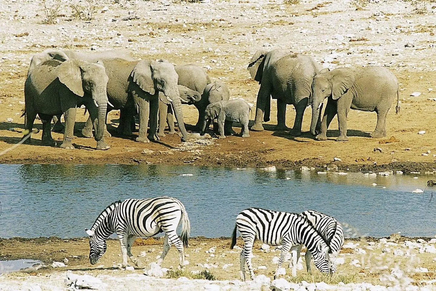 Namibia Kaleidoskop Standard Tiere
