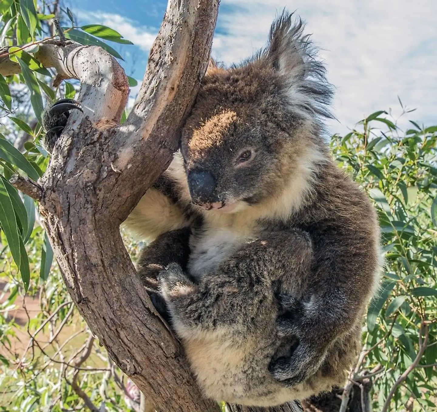 Kontrastreiches Australien Tiere